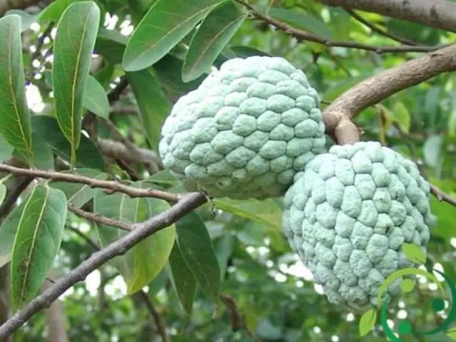 ANNONA