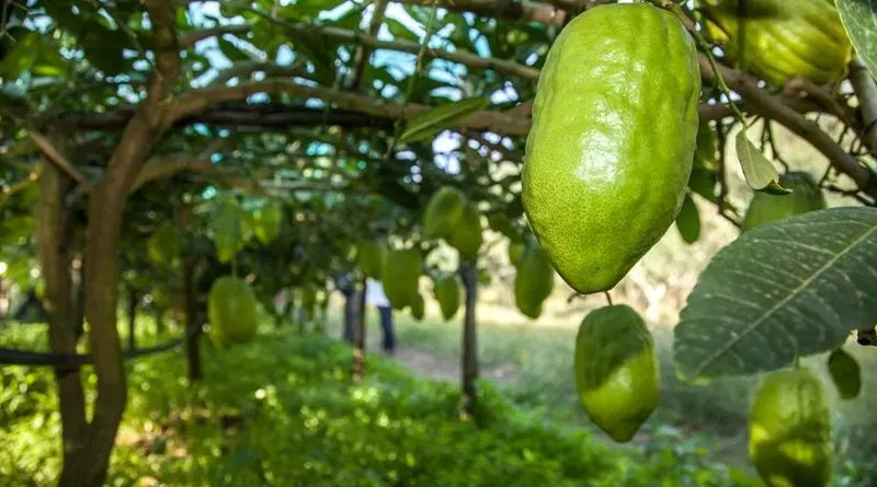 Cedro