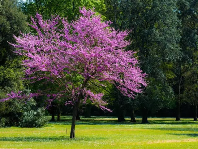 ALBERO DI GIUDA