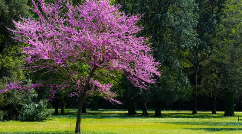 Albero di Giuda